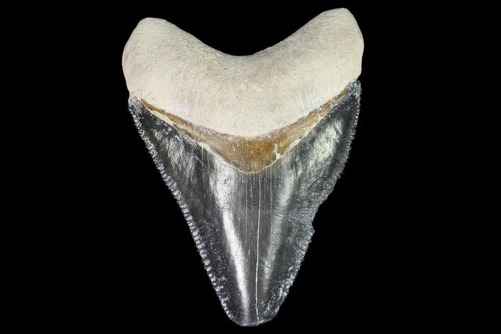 Serrated, Fossil Megalodon Tooth - Florida #110453